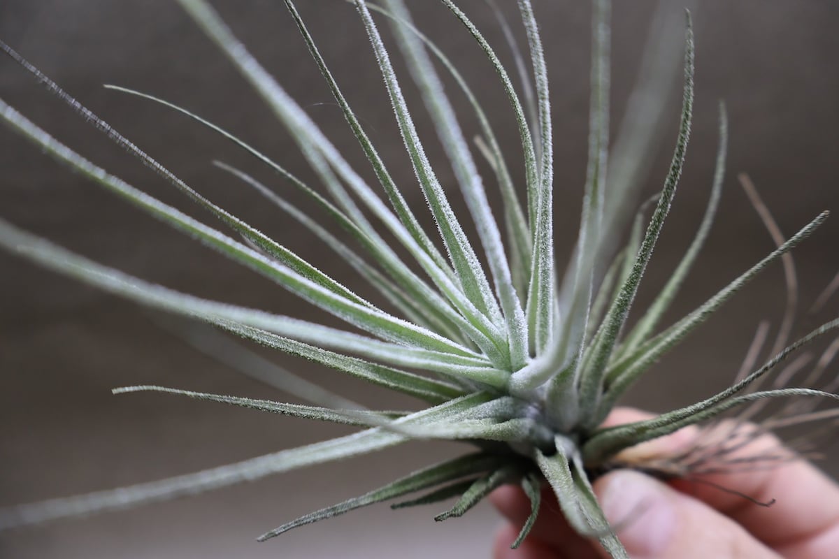 エーレルシアナ 45号 | air-plants TENGU-DO