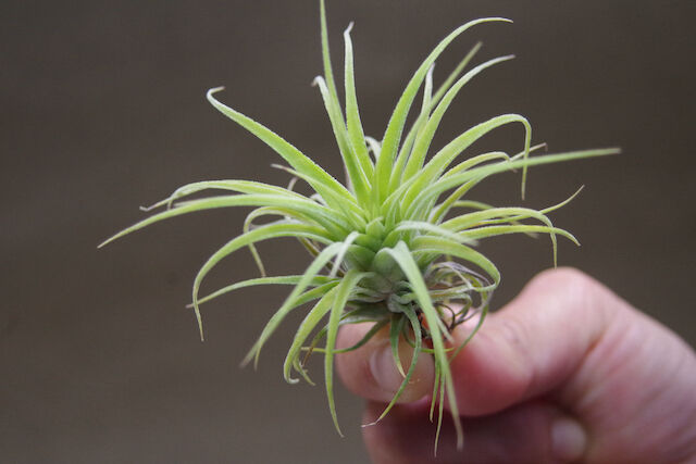 ストレプトフィラ x イオナンタ ウアメルラ 01号 | air-plants TENGU-DO
