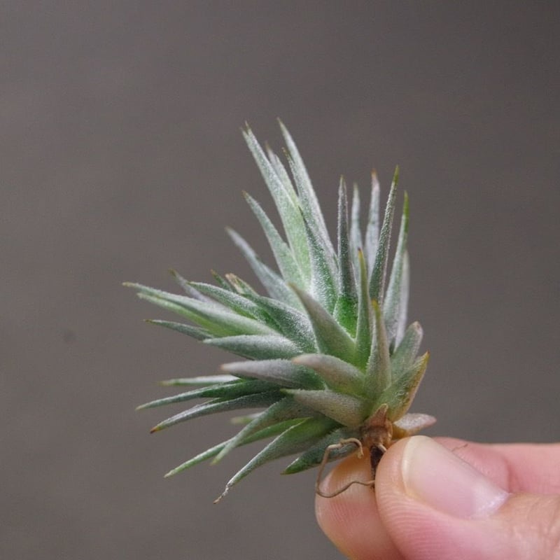 ロリアセア | air-plants TENGU-DO