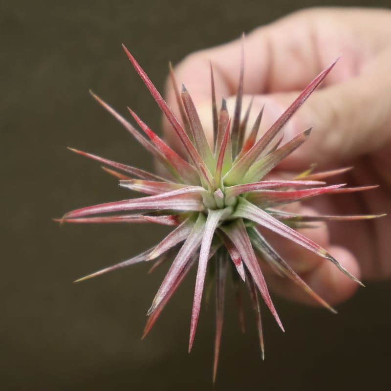 フンキアナ レクルビフォリア × イオナンタ バンハイニンギー 01号