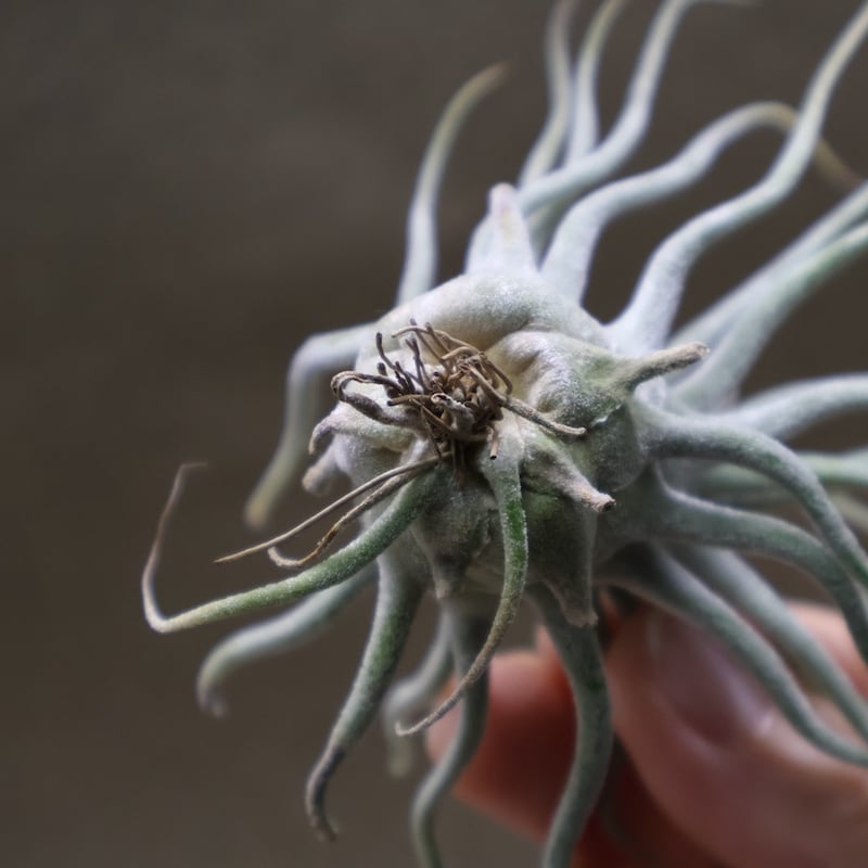 ティー／タイ （エーレルシアナ×ブルボーサ） 22号 | air-plants TENGU-DO