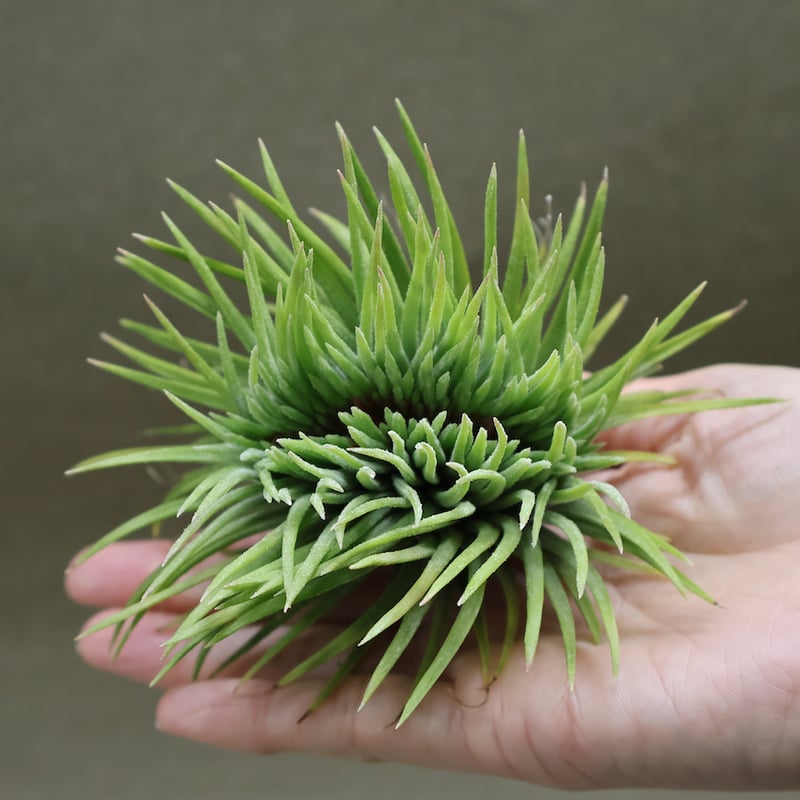 イオナンタ モンストローサ 07号 | air-plants TENGU-DO