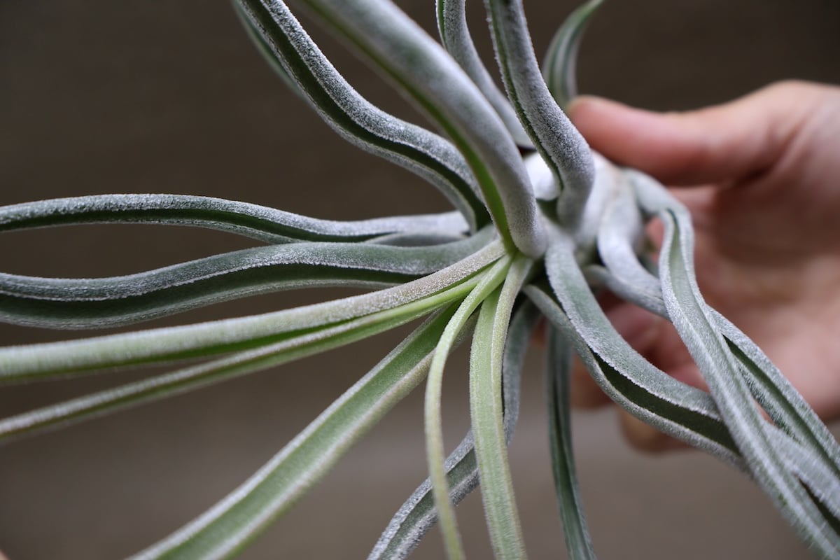 【ティランジア】ブルボーサ × エーレルシアナ ティー／タイ （エーレルシアナ×ブルボーサ） 33号 | air-plants TENGU-DO