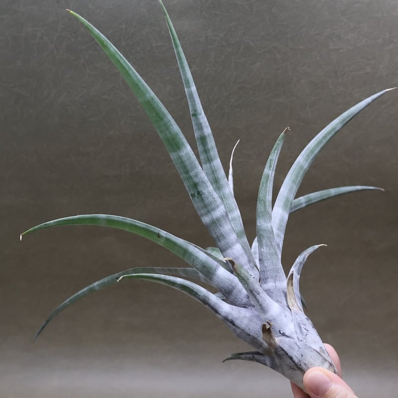 ヒルダエ 53号 | air-plants TENGU-DO