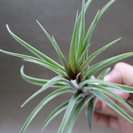 CATEGORY 品種名：I/J/K/L | air-plants TENGU-DO