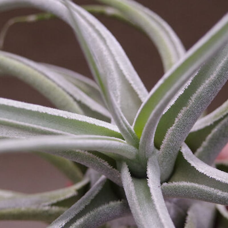 エーレルシアナ 特大サイズ 01号 | air-plants TENGU-DO