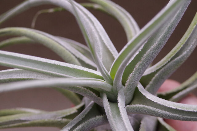 エーレルシアナ 特大サイズ 01号 | air-plants TENGU-DO