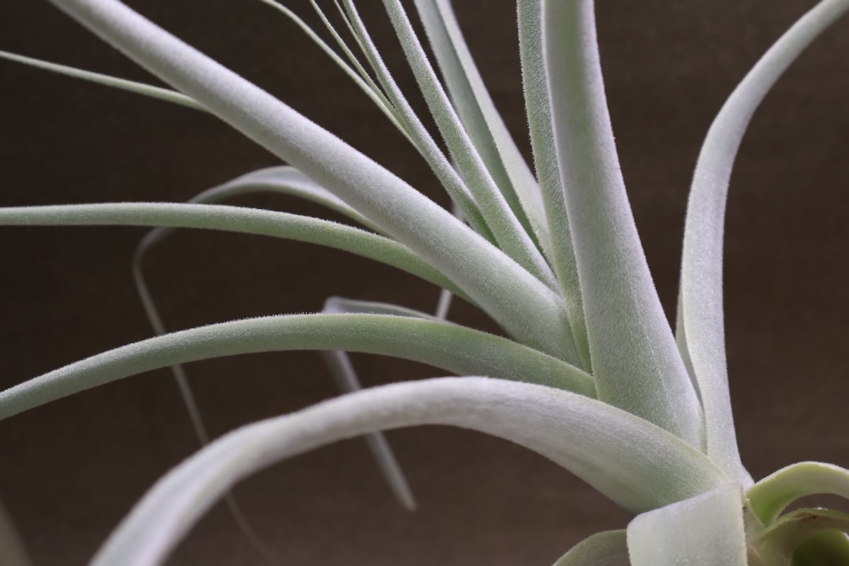 ストラミネア 16号 | air-plants TENGU-DO