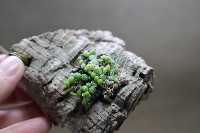 バルボフィラム モニリフォルメ 04号 | air-plants TENGU-DO