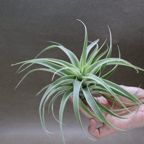 カクティコラ 24号