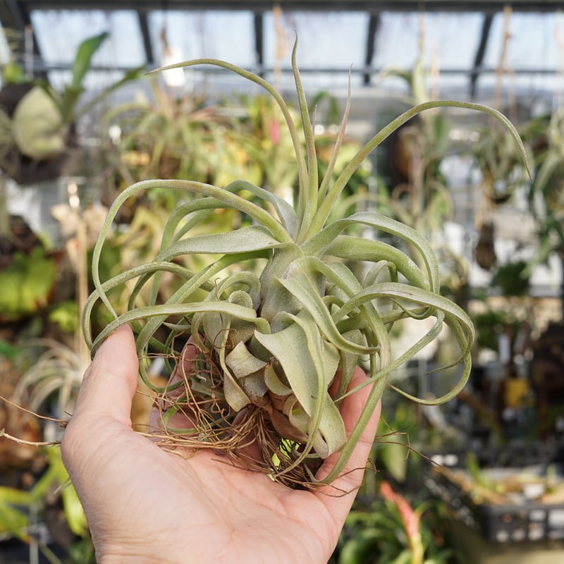 スタッフ特選】ストレプトフィラ 子株 B号 | air-plants TENGU-DO