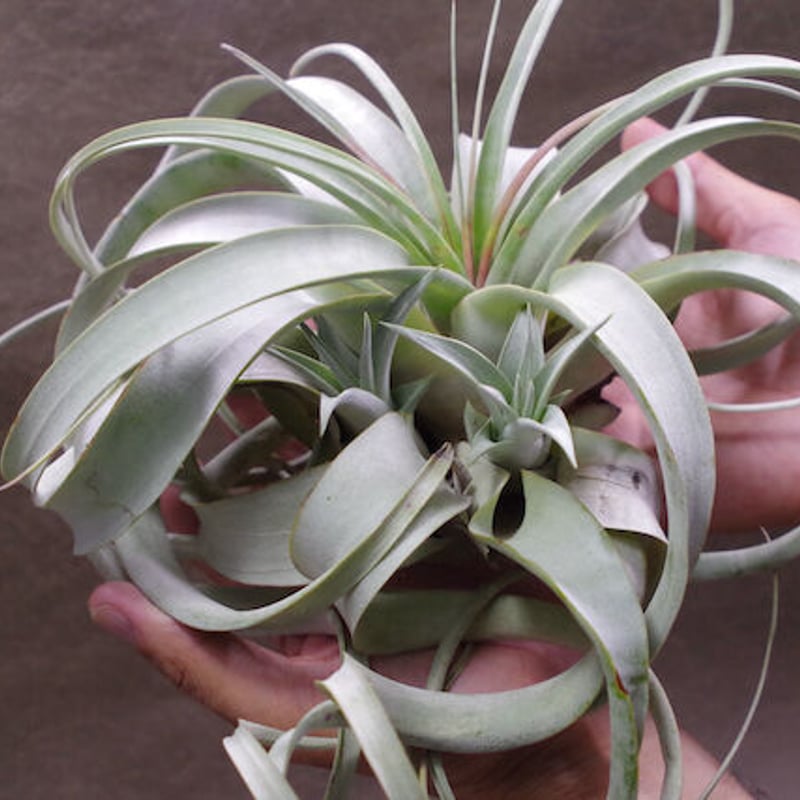 キセログラフィカ クランプ 02号 | air-plants TENGU-DO