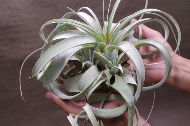 キセログラフィカ クランプ 02号 | air-plants TENGU-DO