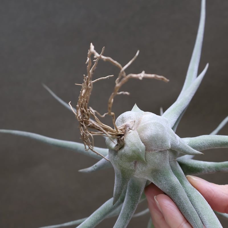 ルアナ ティファニー アトラス Z1300.11.11A10A71A ブラック ユニ