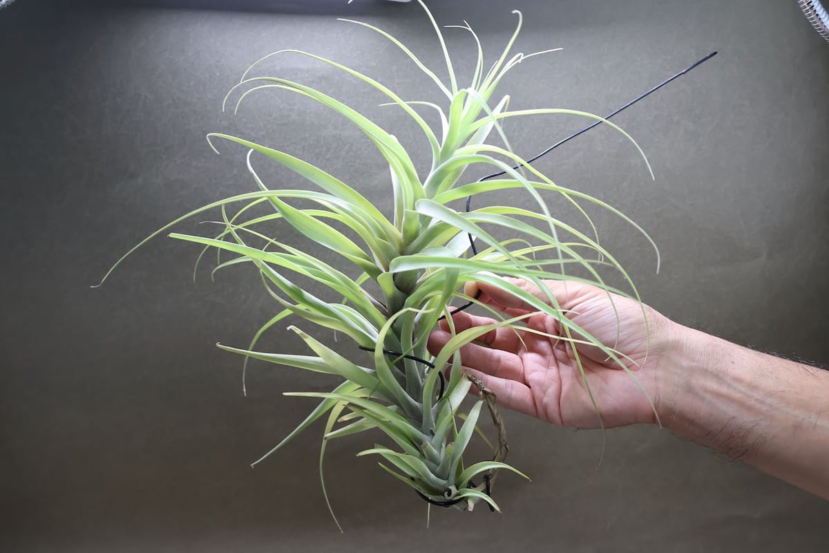 ラティフォリア カウレッセントフォーム 05号 | air-plants TENGU-DO