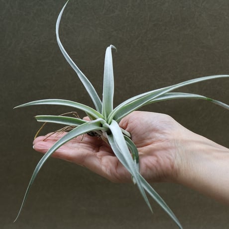 CATEGORY エアープランツ（ティランジア） | air-plants TENGU-DO