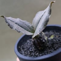 オエセオクラデス ロゼオバリエガータ 25号