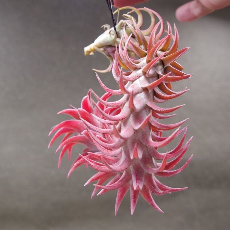 イオナンタ バンハイニンギー 29号 | air-plants TENGU-DO