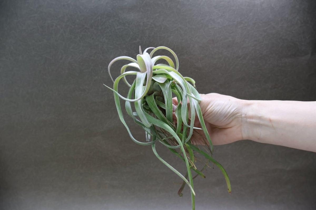 ストレプトフィラ ロングリーフ 24号 | air-plants TENGU-DO