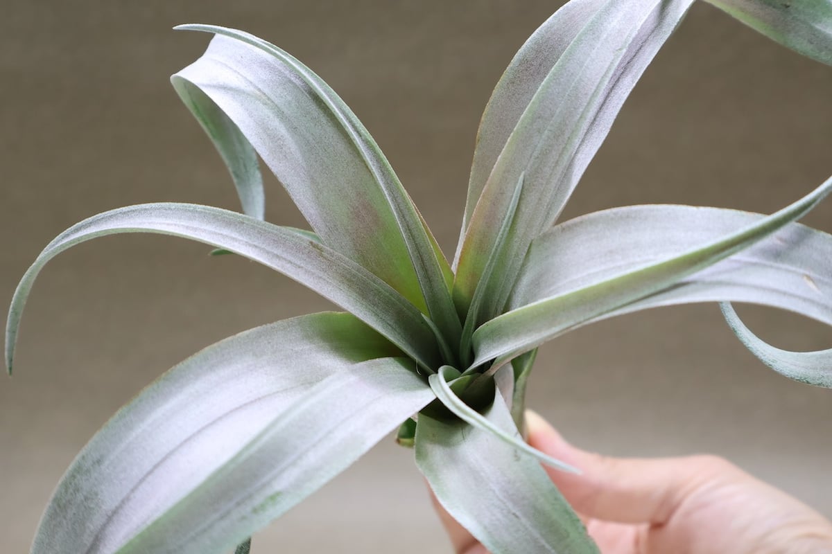 チランジア Coconut Grove ココナッツグローブ① Coconut Grove | クルール couleur