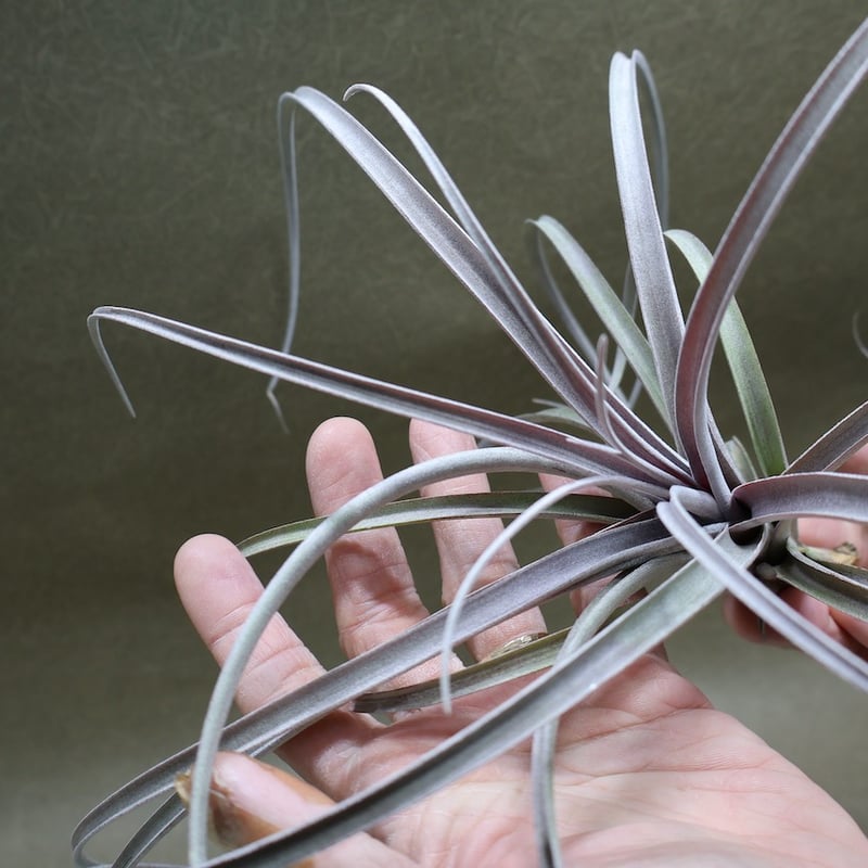 エクセルタxカピタータ ドミンゲンシス 10号 | air-plants TENGU-DO