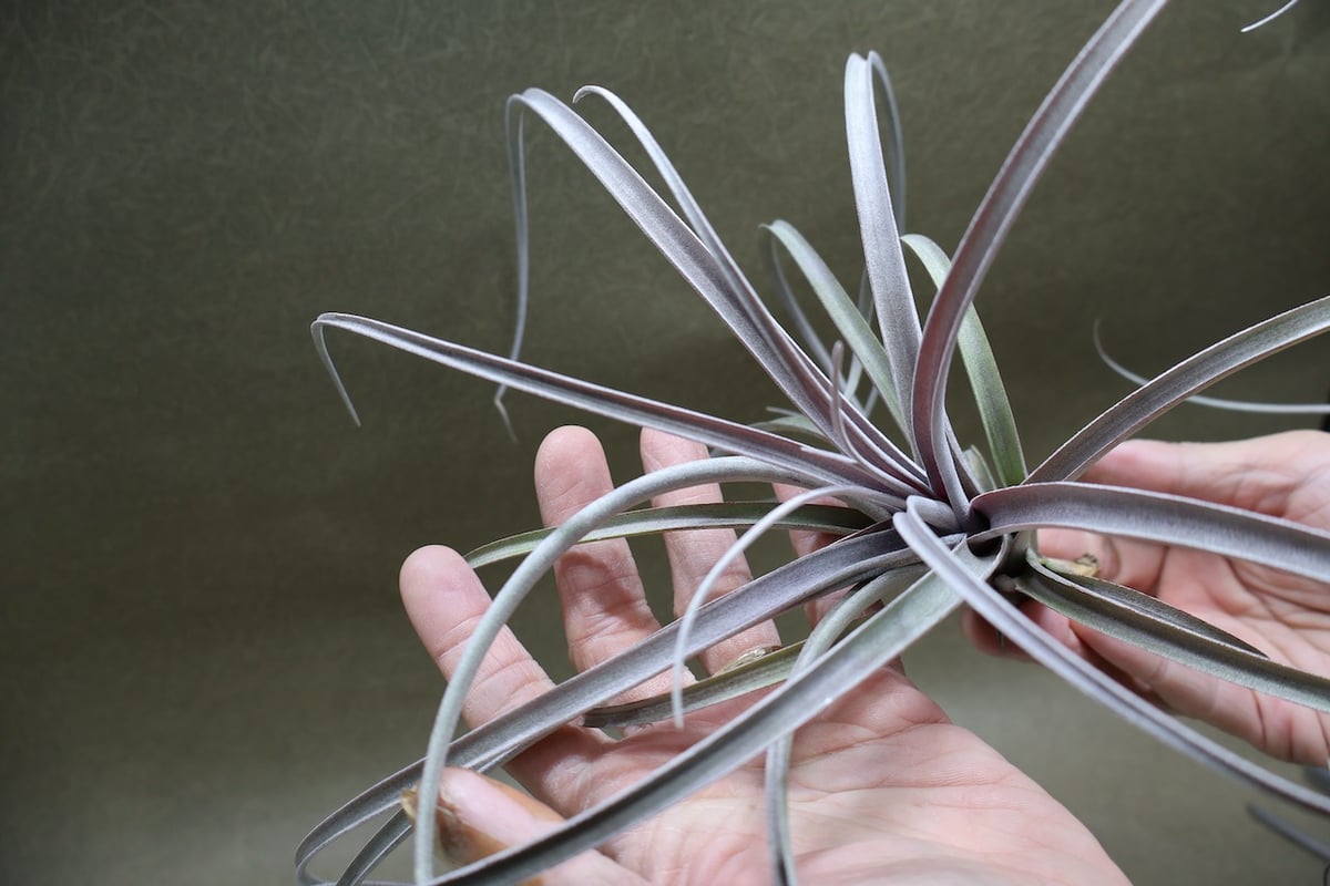 エクセルタxカピタータ ドミンゲンシス 10号 | air-plants TENGU-DO