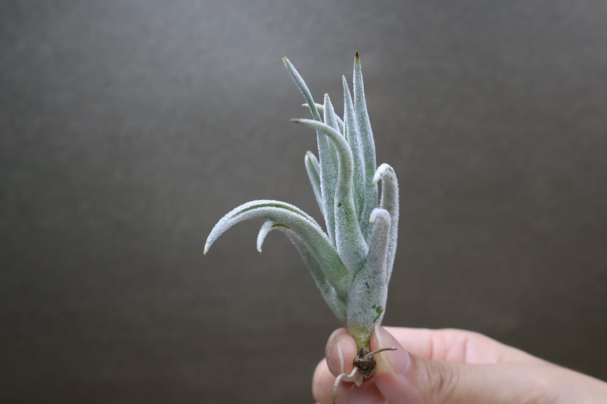 ミトラエンシス 08号 | air-plants TENGU-DO