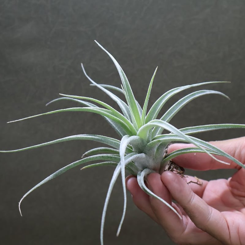 チアペンシス × エーレルシアナ 01号 | air-plants TENGU-DO