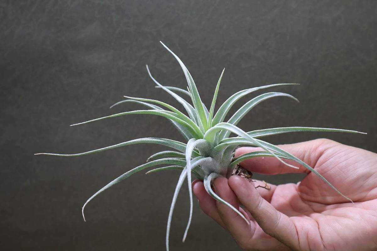 ブロメリア・エアープランツ T. ehlersiana x chiapensis T. ehlersiana x chiapensis ブロメリア・エアープランツ
