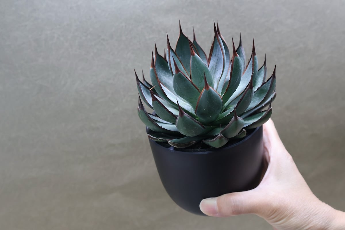 マンガべ プレイングハンズ 01号 | air-plants TENGU-DO