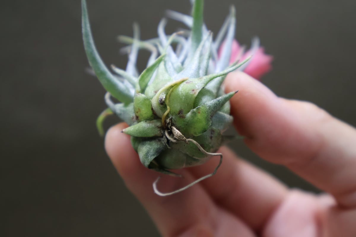 カウツキー 13号 | air-plants TENGU-DO カウツキー 13号 | air-plants TENGU-DO