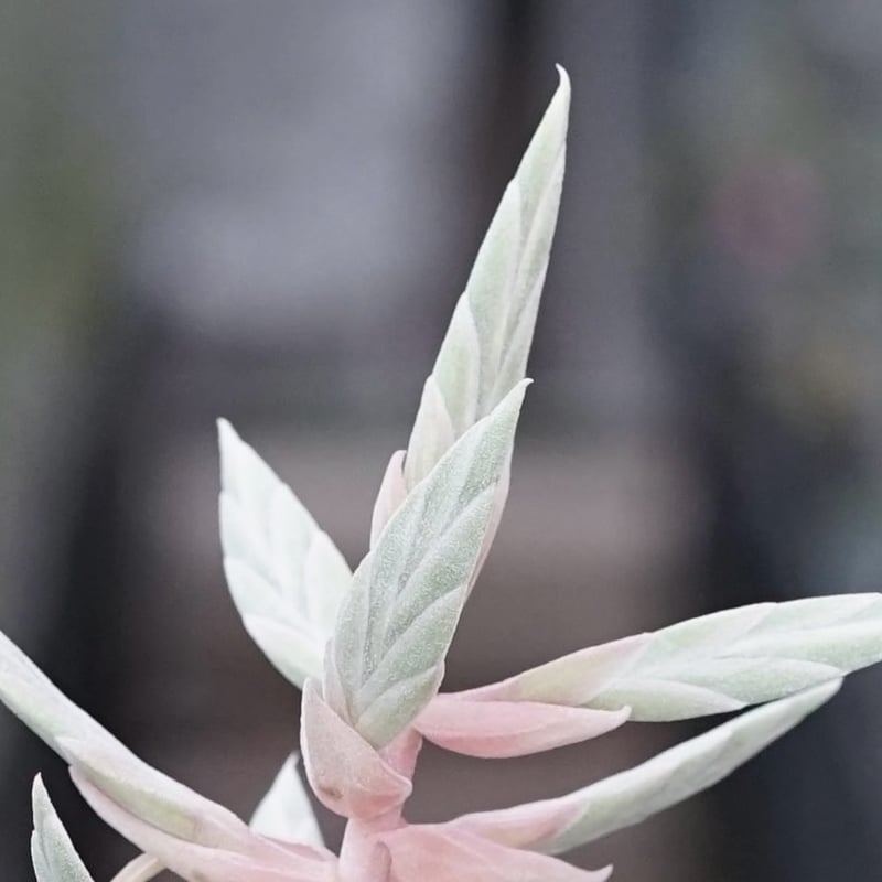 スタッフ特選】ストレプトフィラ Lサイズ 花芽付きB号 | air-plants