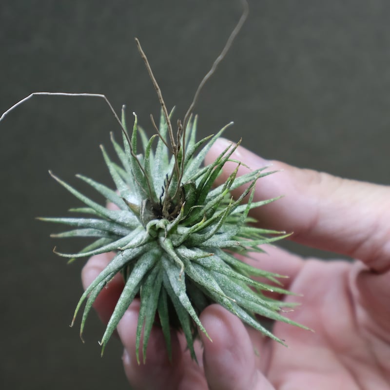 Tillandsia イオナンタ モンストローサ 希少！チランジアの変異個体【クレステッド&モンストローサとは