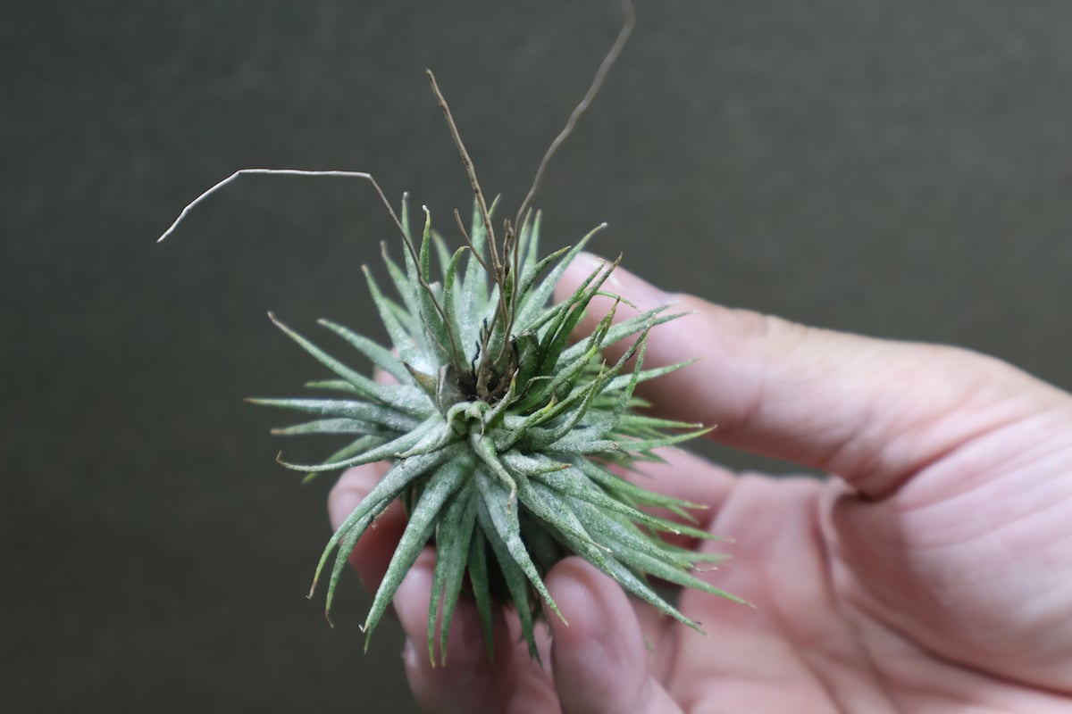 2点セット、イオナンタモンストローサ&スプレンゲリアナ(tillandsia) 2点セット、イオナンタモンストローサ&スプレンゲリアナ