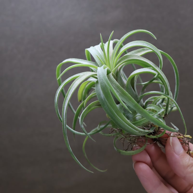 Tillandsia カーリースリム×イオナンタロン カーリースリム x イオナンタ ロン 01号 | air-plants TENGU-DO