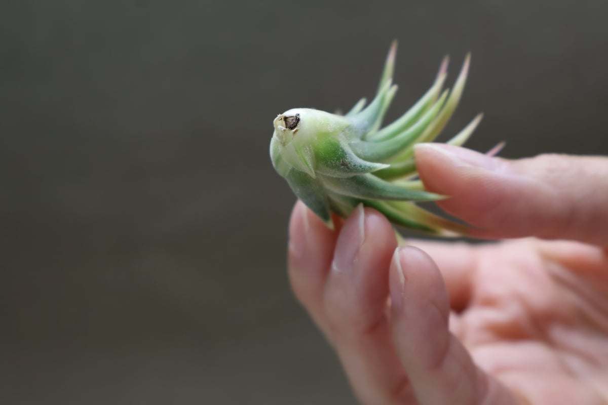 イオナンタ　アルボマージナータ② イオナンタ アルボマージナータ 47号 | air-plants TENGU-DO