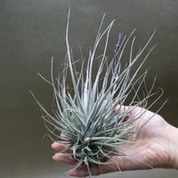 ストラミネア クランプ 08号 | air-plants TENGU-DO