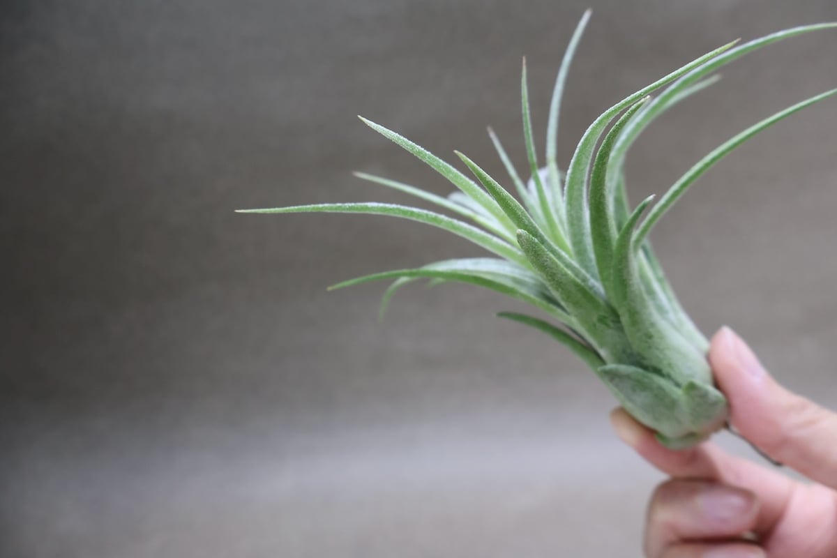 ティムズロイヤルトレジャー 01号 | air-plants TENGU-DO