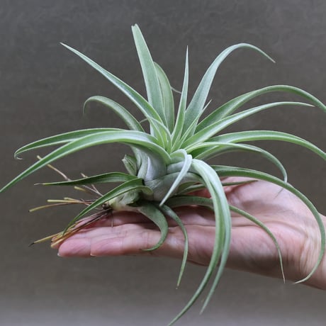 ヘドロ沼 様　ご確認用　イオナンタ バンハイニンギー×ハリスコモンティコラ①〜② ヘドロ沼 様 ご確認用 イオナンタ バンハイニンギー×ハリスコ