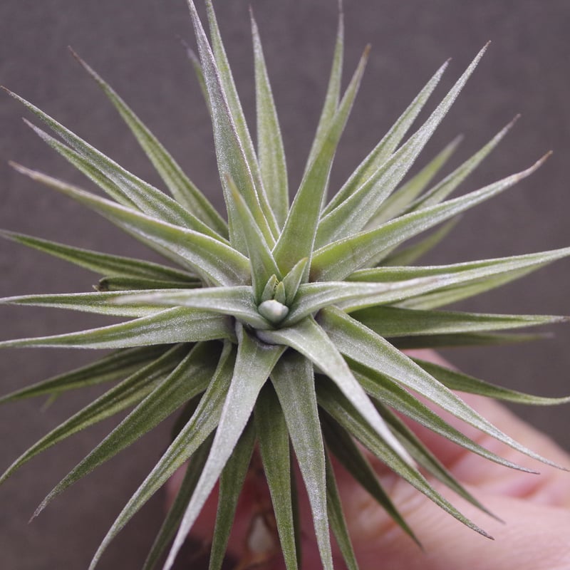 エルセーヌ エルセーヌサプリ 777 エルセーヌ サプリ 777