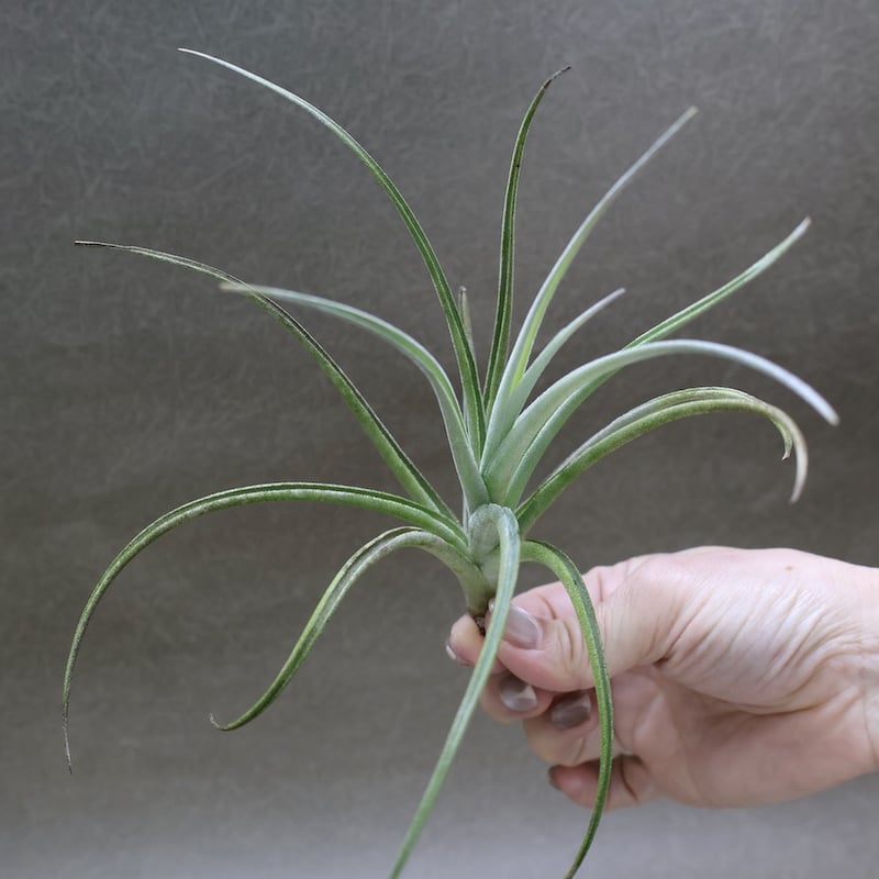 ロレンツィアナ 01号 | air-plants TENGU-DO