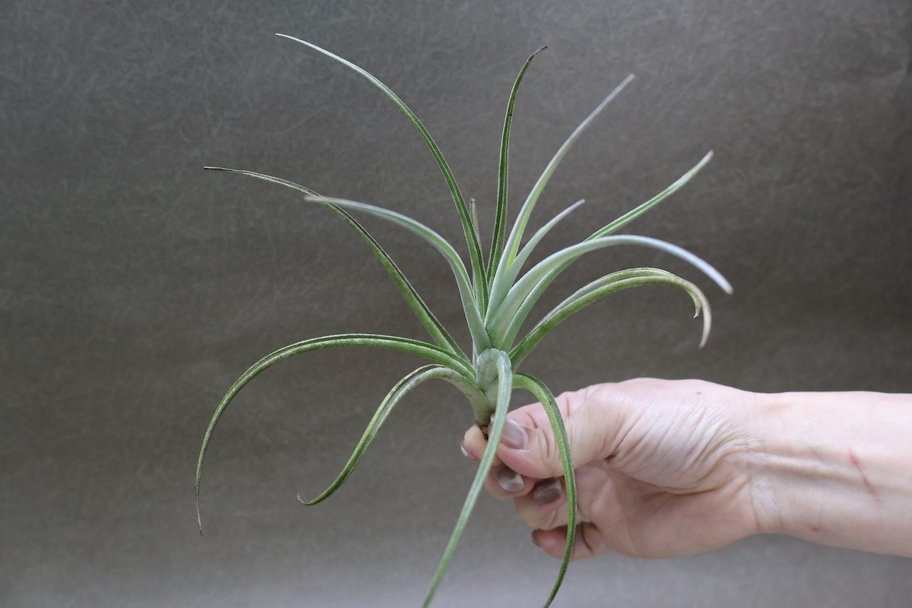 ロレンツィアナ 01号 | air-plants TENGU-DO
