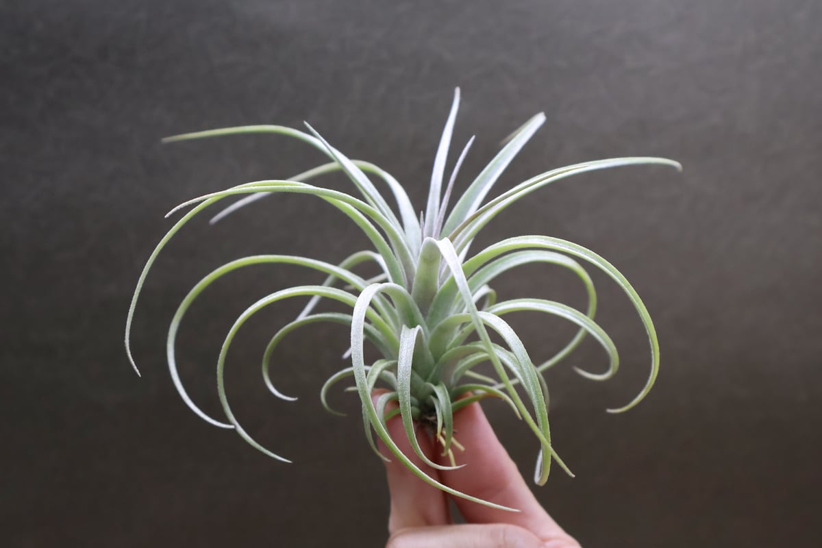 エクセルタ × イオナンタロン 03号 | air-plants TENGU-DO