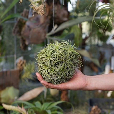 CATEGORY 品種名：I/J/K/L | air-plants TENGU-DO