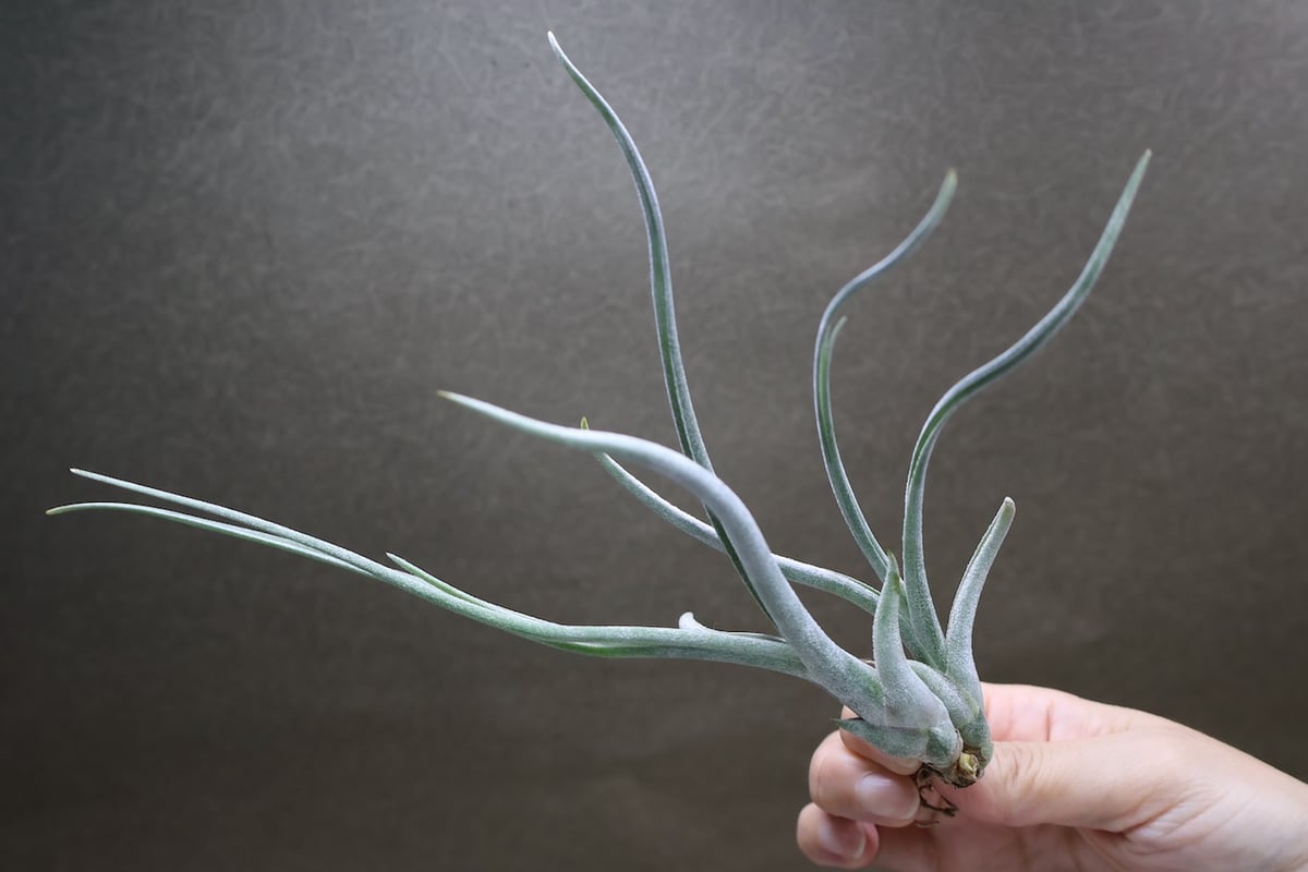 カプトメドーサエ×プセウドベイレイ 08号 | air-plants TENGU-DO