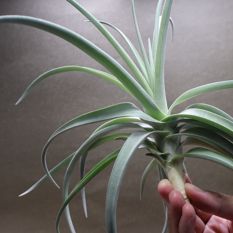 デュラティ × レクルビフォリア 03号 | air-plants TENGU-DO