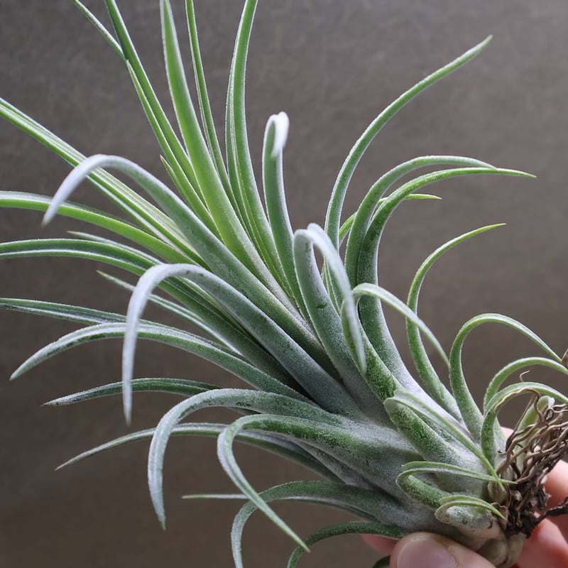 セレリアナ × ベルティナ 03号 | air-plants TENGU-DO