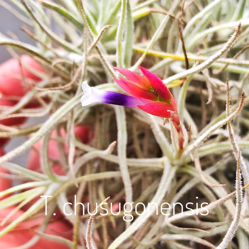 シュスゴネンシス クランプ 38-39号 | air-plants TENGU-DO