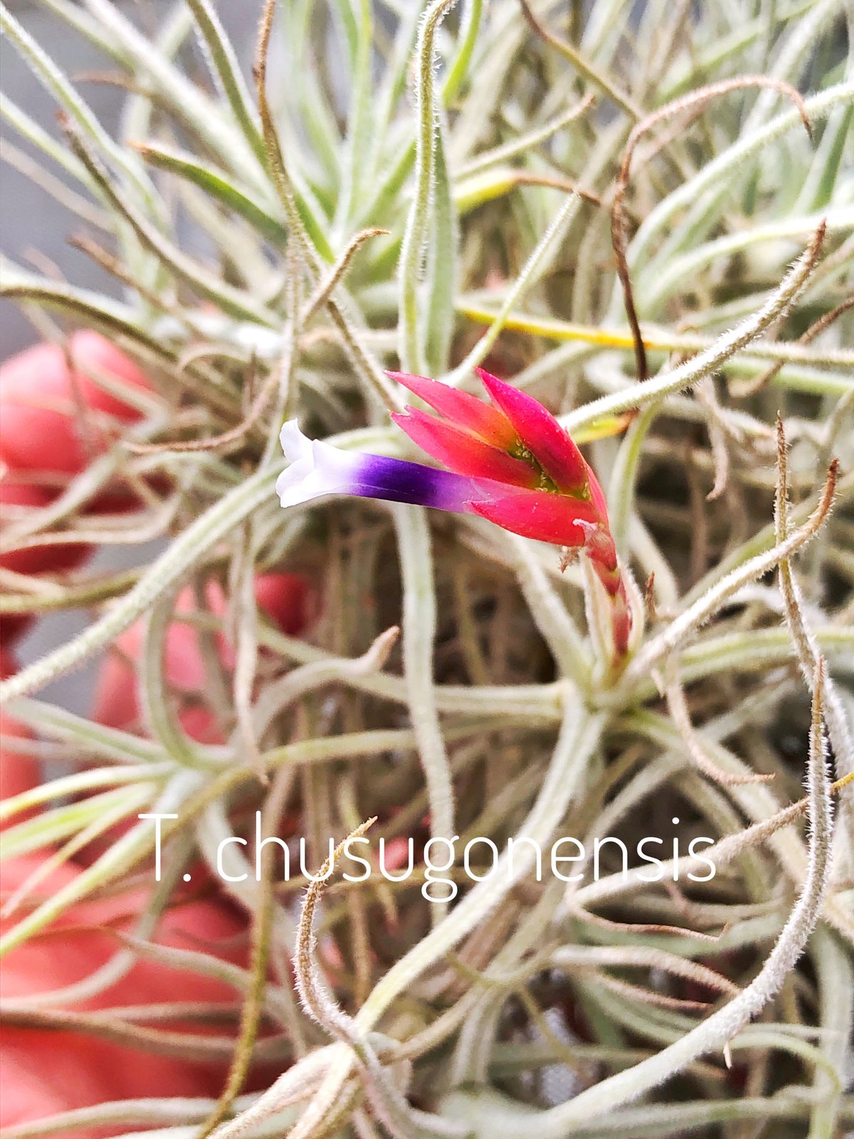 シュスゴネンシス クランプ 38-39号 | air-plants TENGU-DO