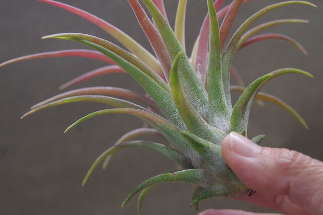 リオホンドエンシス × イオナンタ 07号 | air-plants TENGU-DO